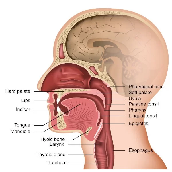 Pharyngitis